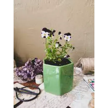 Black & White Pansy Plant 8a-pansy plant-3455625-87278.webp